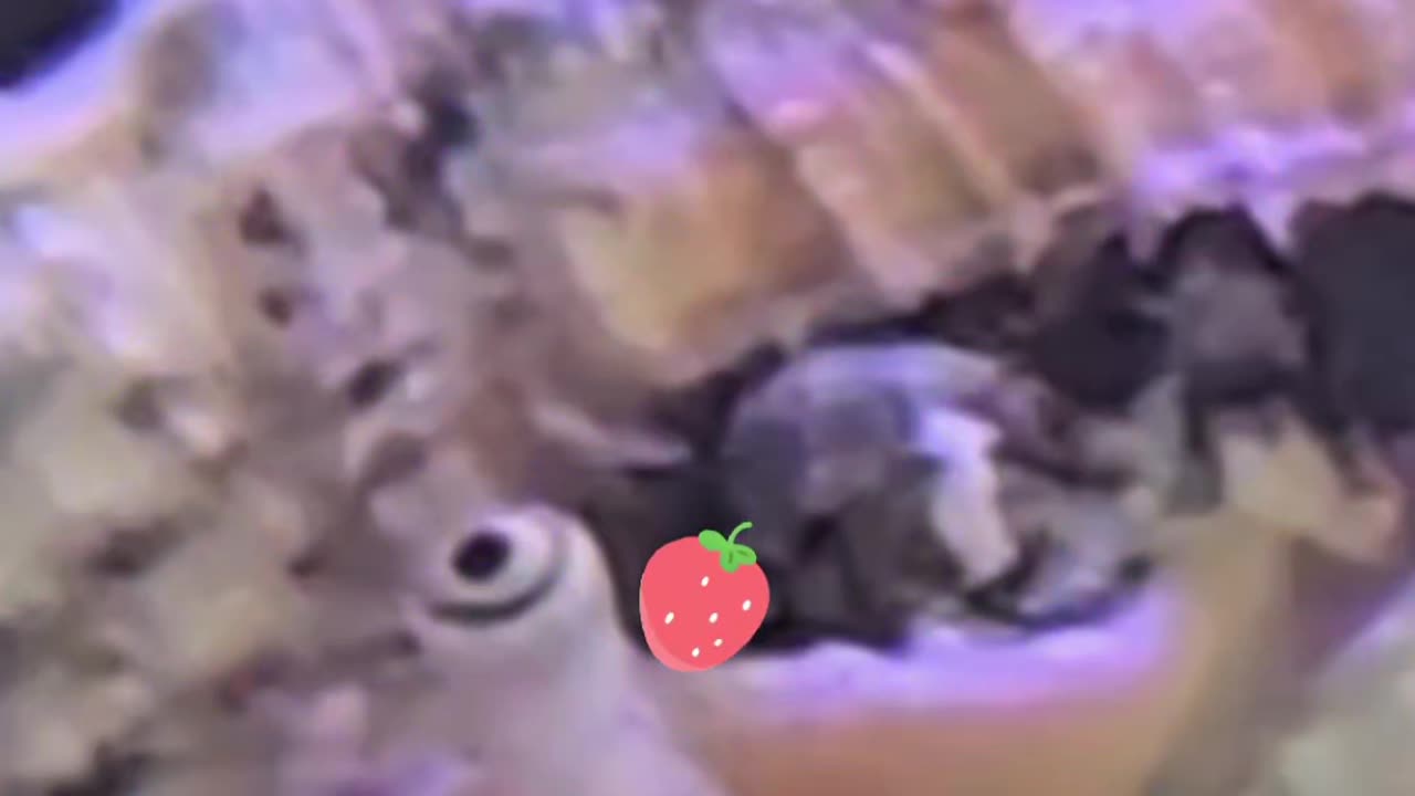 Oh Look… A Strawberry?!