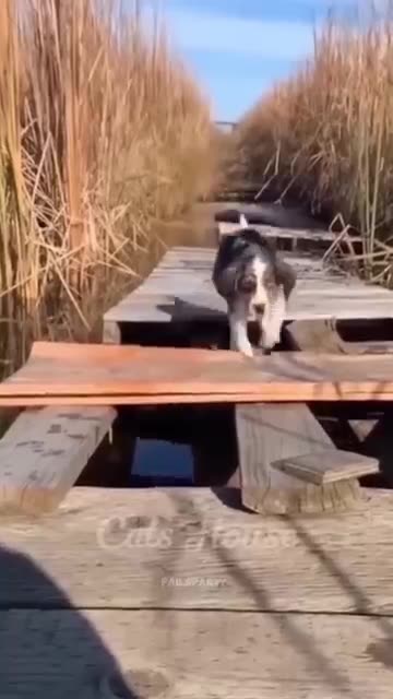 “Dogs in 2025 Be Like… 😂 #Relatable” “Caught on Camera: 2025 Dog Logic at Its Best