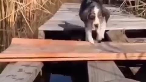 “Dogs in 2025 Be Like… 😂 #Relatable” “Caught on Camera: 2025 Dog Logic at Its Best