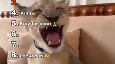 Funniest Medazelli