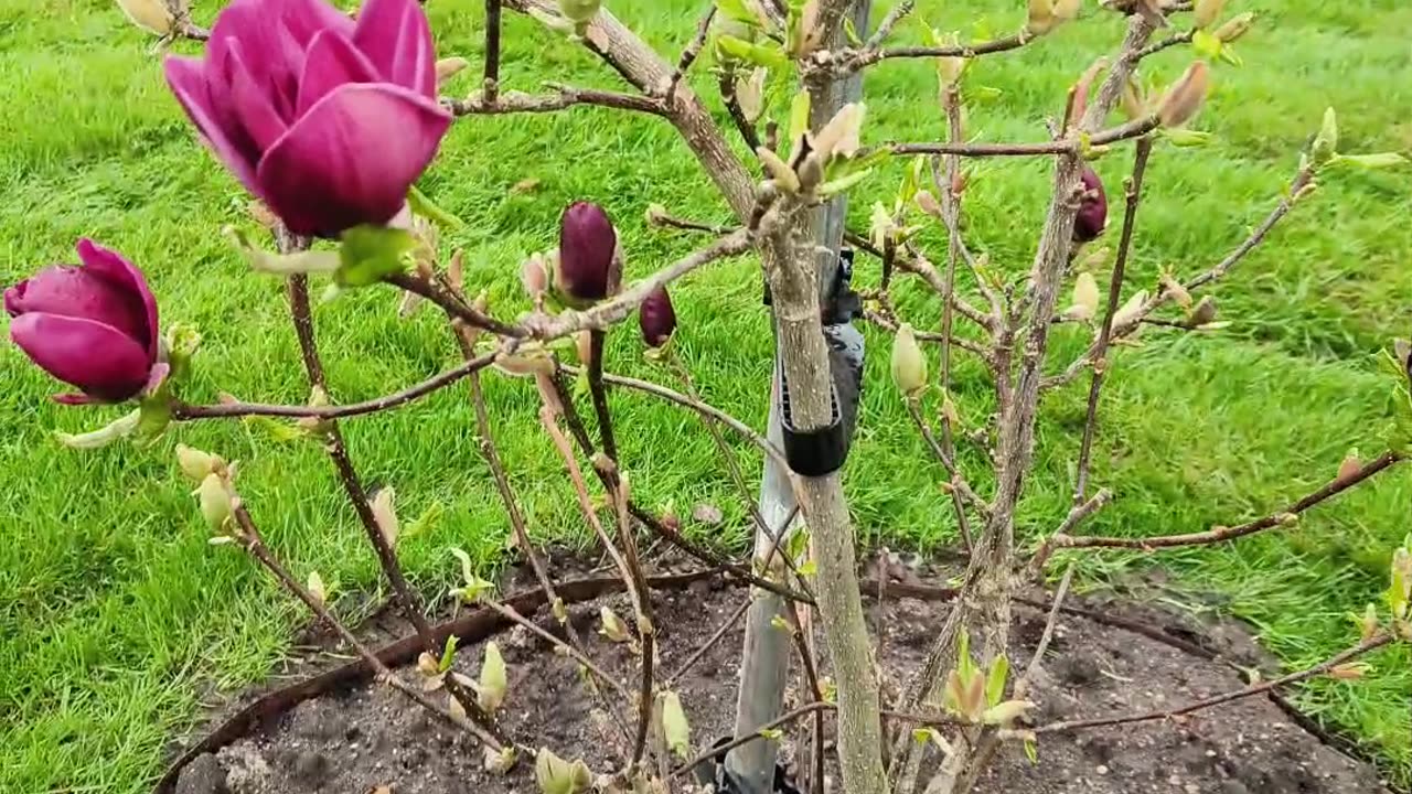 Magnolia Genie In Bloom