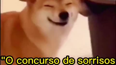 Dog Smile Contest