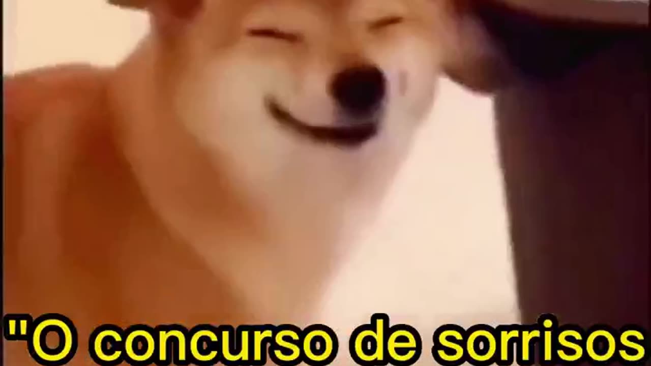 Dog Smile Contest