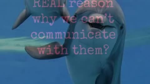 Communication with Dolphins