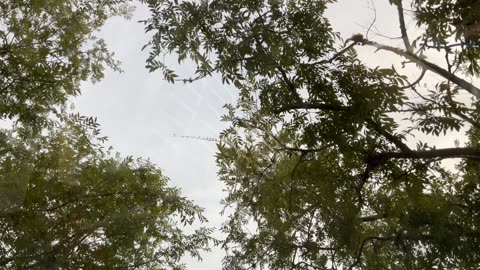 Peaceful Tree daylight wind parking lot