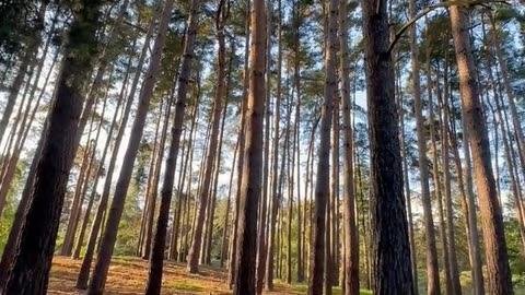 Daily Horoscope | Leo 🌟