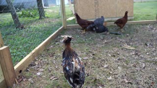Rooster doesn't put his hair in a man bun.
