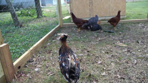 Rooster doesn't put his hair in a man bun.