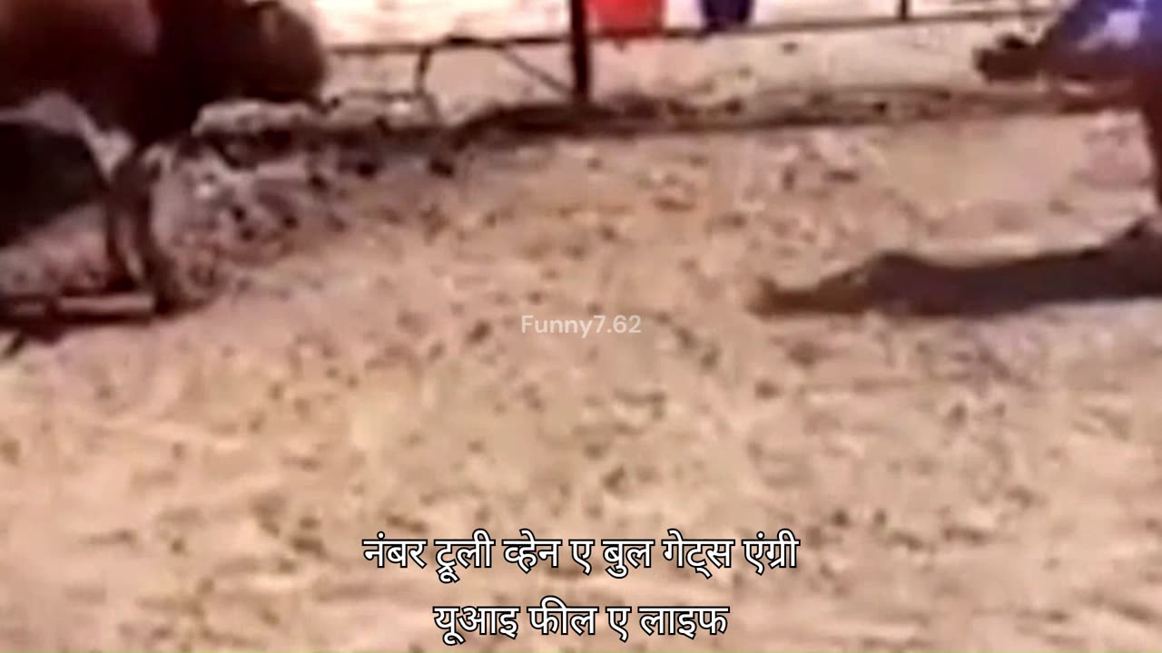 What happens when a cow gets angry?