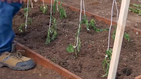 GROENE TIPS VOOR GROENE VINGERS 🍀