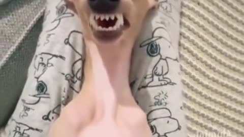 Funny video dog