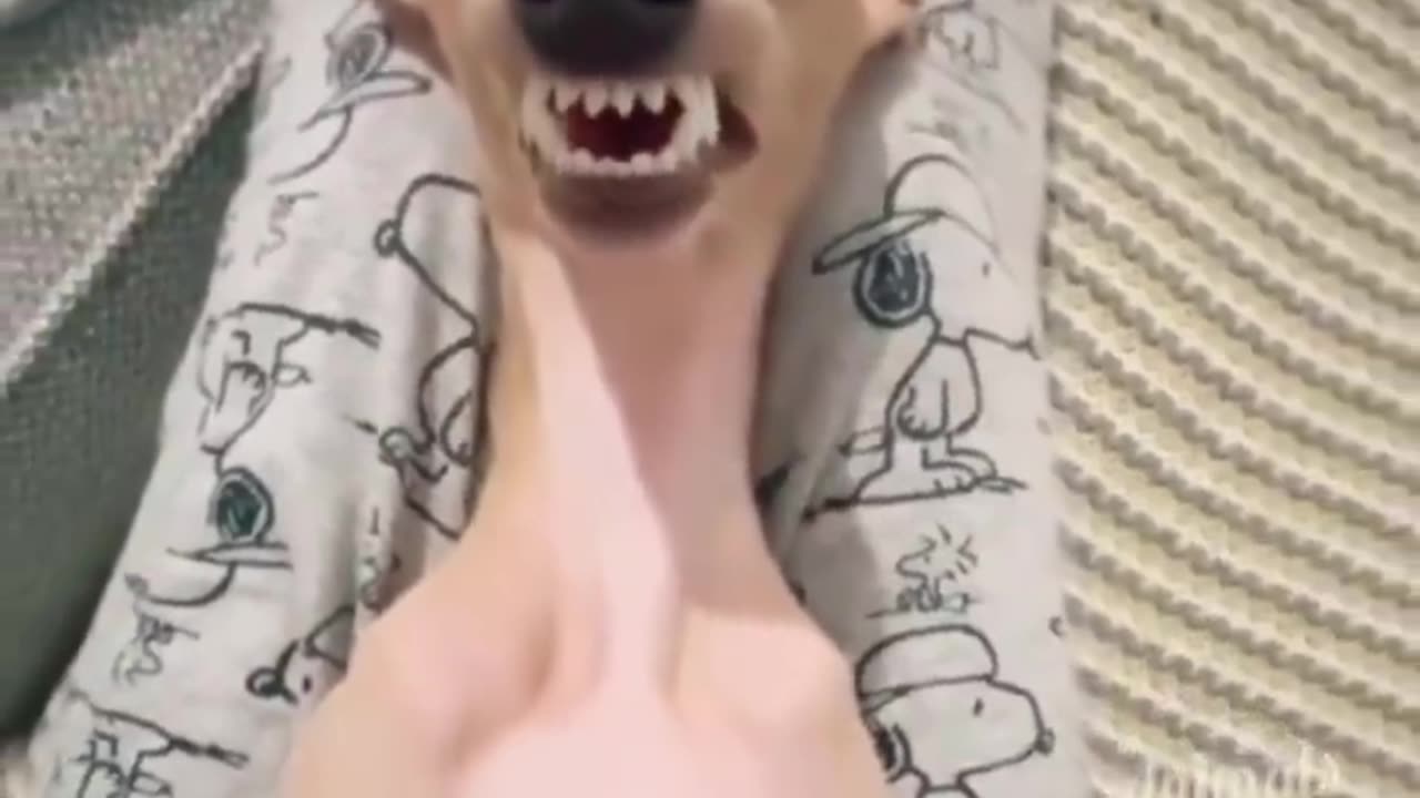 Funny video dog