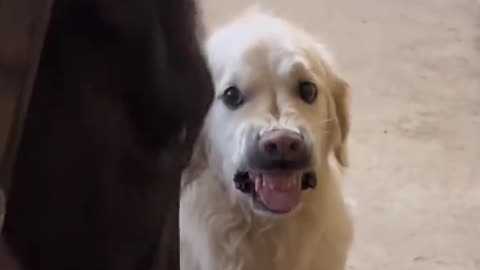Dog's Comedy Videos 🤣 so cute videos 😍 funny videos 🤣