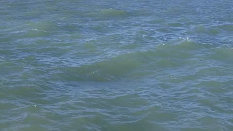 Lake Wandering and Pondering