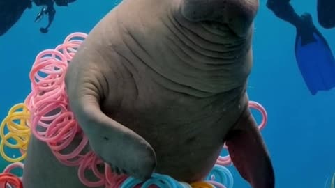 🐬 Dugong's Freedom! Plastic Rings Removed! 🌊 (Ocean Cleanup Rescue!)