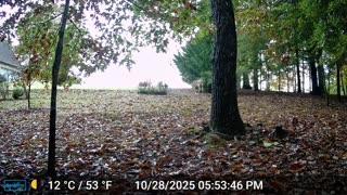 The Woods – 10/29/2025