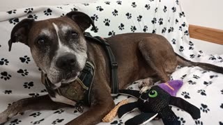 Astrid 8y A841285@TRN, from PACC shelter but currently being fostered by a loving family20251207329