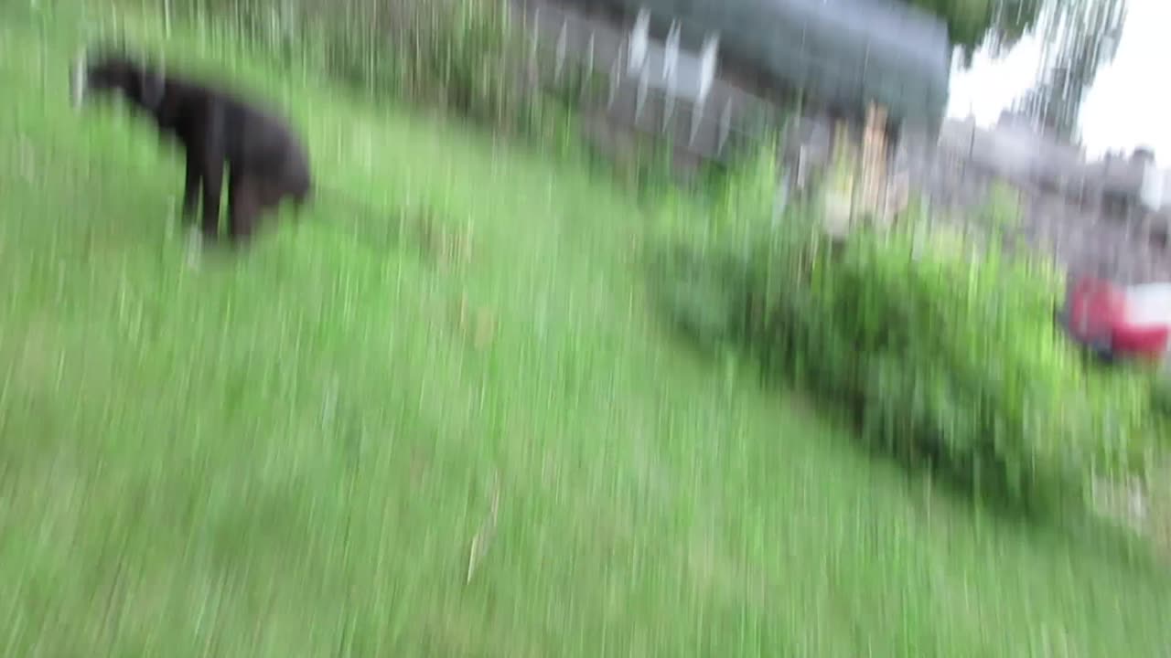 Showing off my somewhat cleaner yard and a PSA At the end