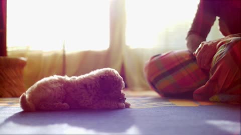 Your “Pet Voice” Has a Psychological Reason — Not Just Cuteness!