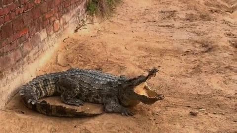 The crocodile's skin is too thick, hitting it has no effect.