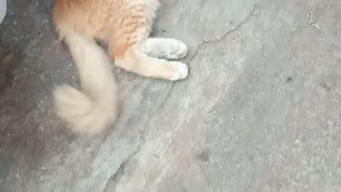 Tabby Cat