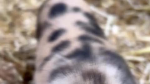 A little Surprise on the Ranch Today! cartercountrymeats.com