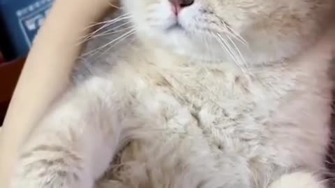 shy cat