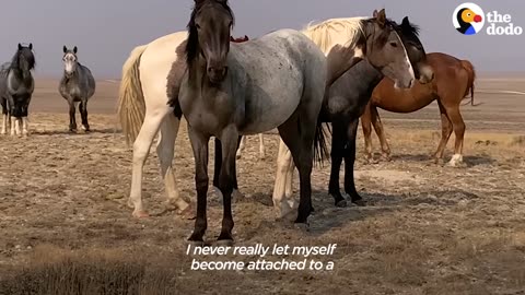 Woman Spends Over A Year Trying To Find Wild Horse And All Of His Mares And Babies The Dodo