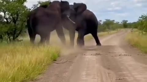 Wild Elephant Fight 😮