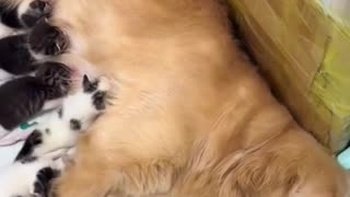 Cute Cats and Dogs