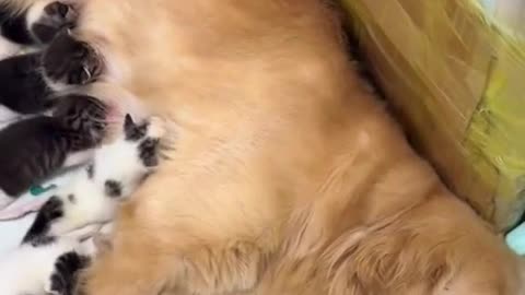 Cute Cats and Dogs
