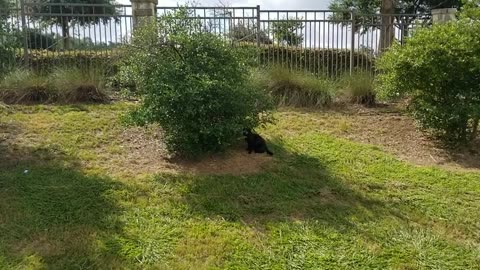 20250626 101027 Tux Bird-bush Lurking