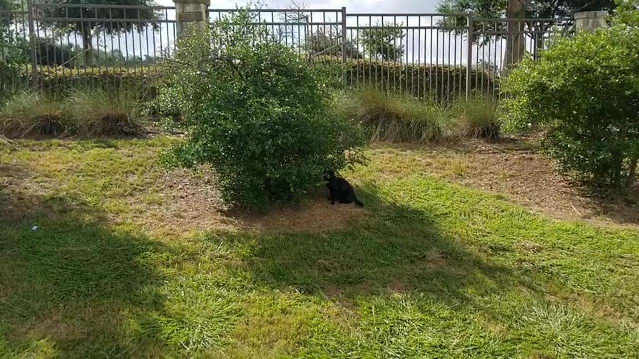 20250626 101027 Tux Bird-bush Lurking
