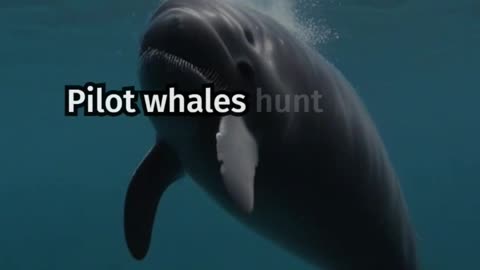 How Many Squid Do Pilot Whales Eat Each Day? Scientists Reveal the Truth