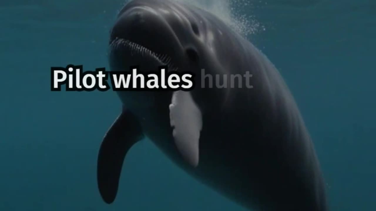 How Many Squid Do Pilot Whales Eat Each Day? Scientists Reveal the Truth