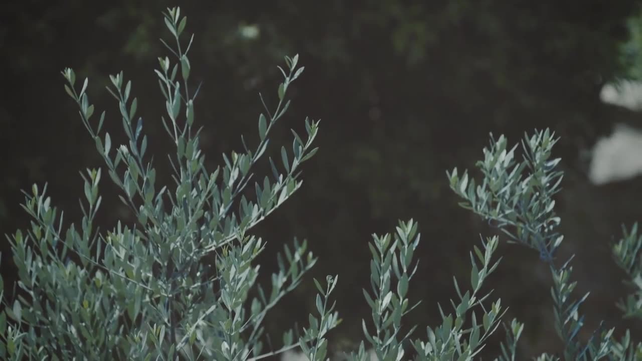 All Sons Daughters - I Surrender (Lyric Video)