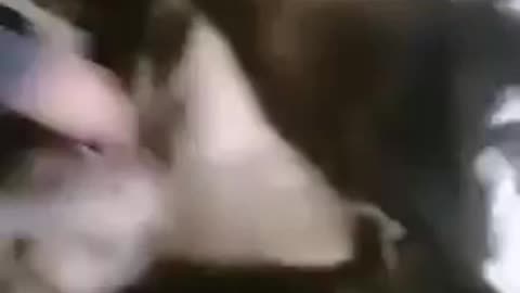 Dogs kill puma