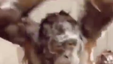 funny monkey's atrocities