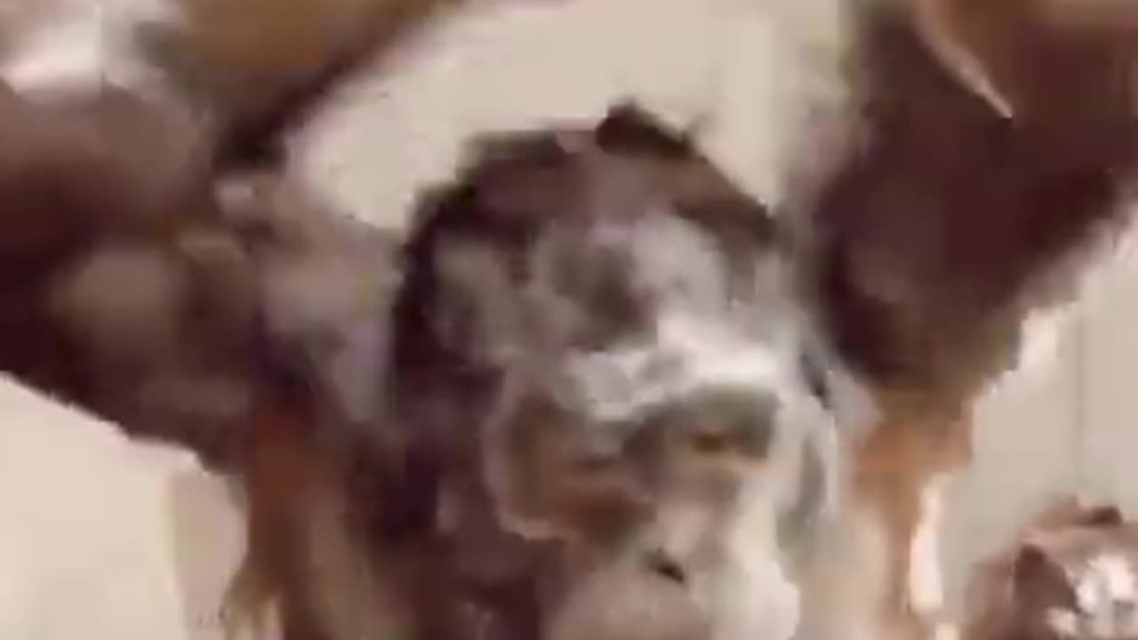 funny monkey's atrocities