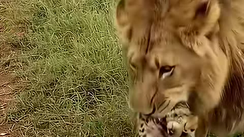 Short animals video in jungle