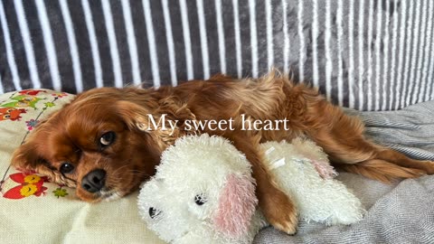 I love Cavalier King Charles Spaniel