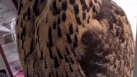 Funny Owl
