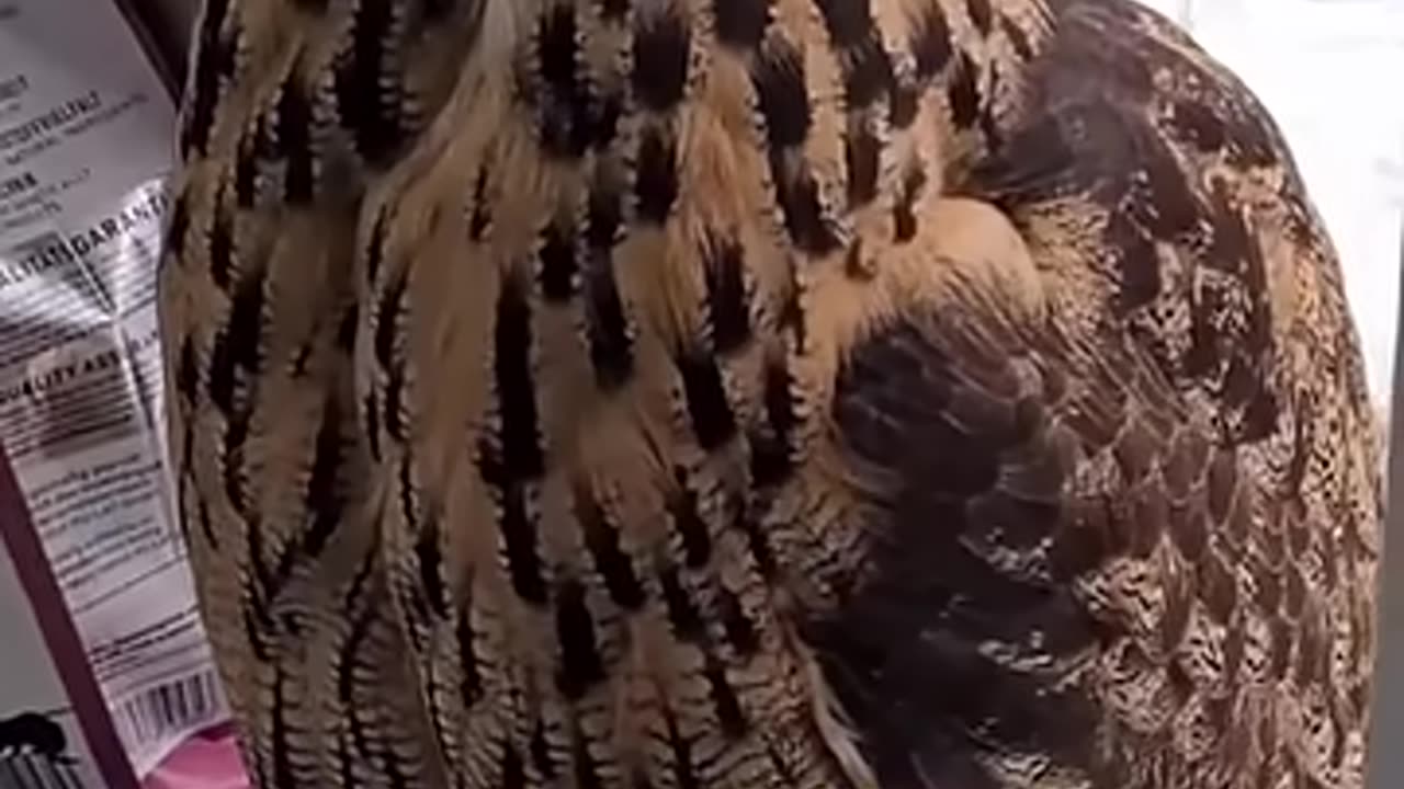Funny Owl