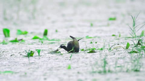 Jacana Bird