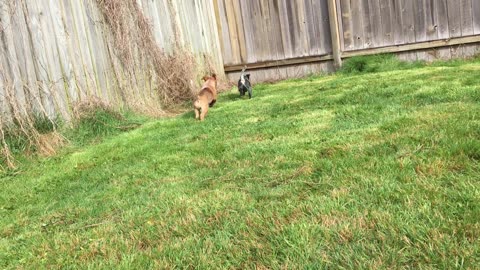 pup combat 8