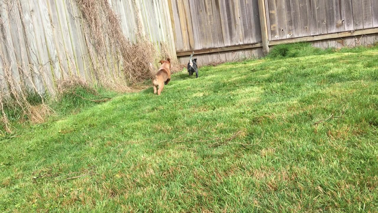 pup combat 8