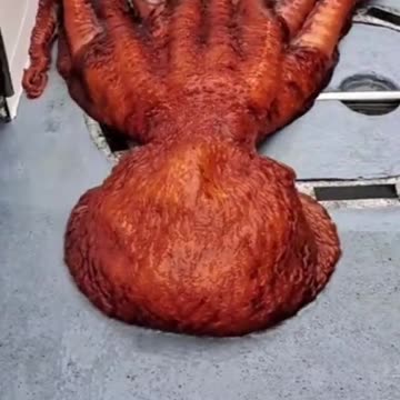 ¡El Asombroso IQ del Pulpo Ingenioso! #Pulpo #InteligenciaAnimal #pulpo #CuriosidadesMarinas #TikTo