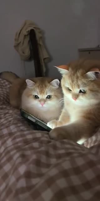 Watching engaging content