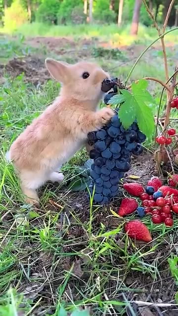 "The Cutest Bunny Ever! 🐰💕