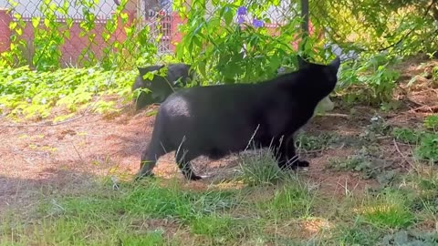 😂🐈 Goofy Cat's Invisibility Act! | FunFM